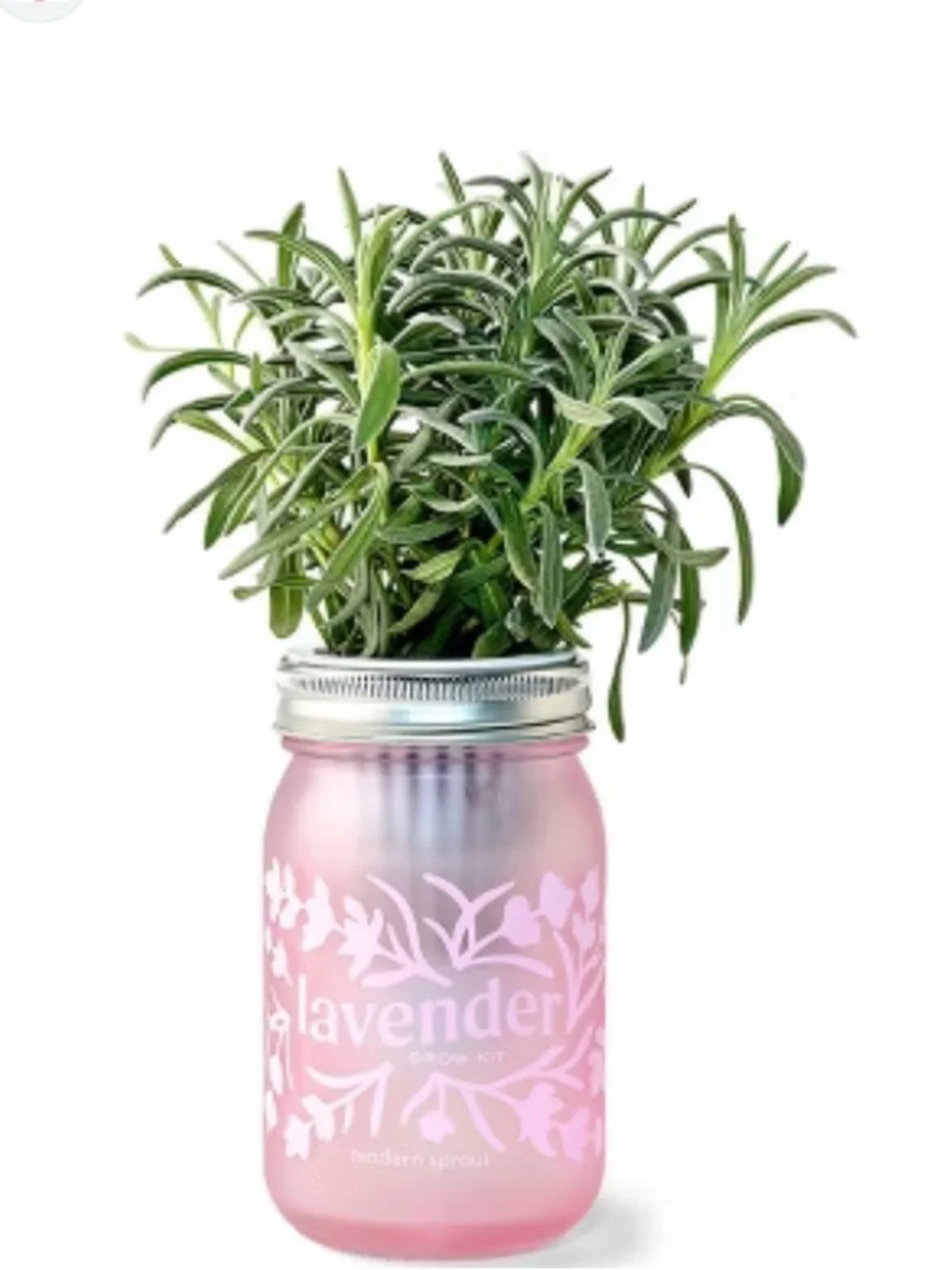 Modern Sprout Pint Jar Grow Kits bundles